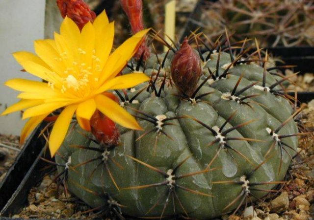 Matucana_aureiflora_2